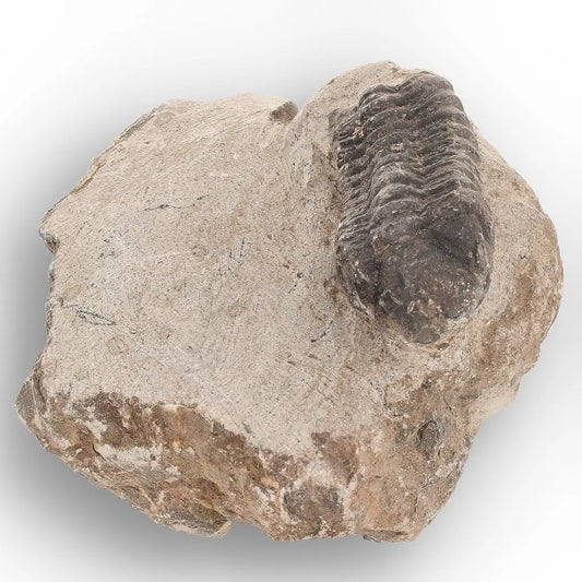 Get your Authentic Morocops Trilobite Fossil – 400 Million Year Old Devonian Specimen online now or in store at Forever Gems in Franschhoek, South Africa