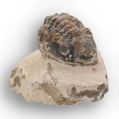 Get your Authentic Morocops Trilobite Fossil – Middle Devonian Find online now or in store at Forever Gems in Franschhoek, South Africa
