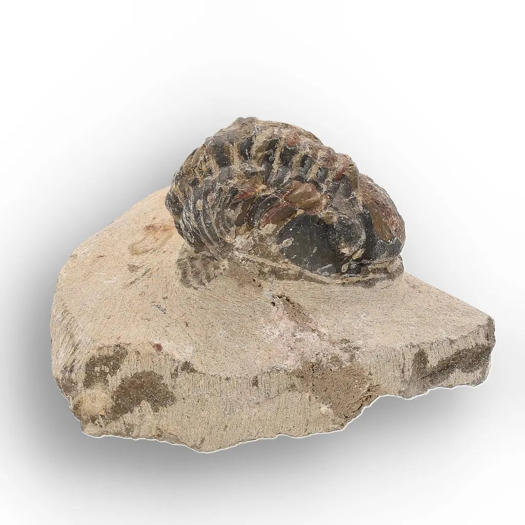 Get your Authentic Morocops Trilobite Fossil – Middle Devonian Find online now or in store at Forever Gems in Franschhoek, South Africa