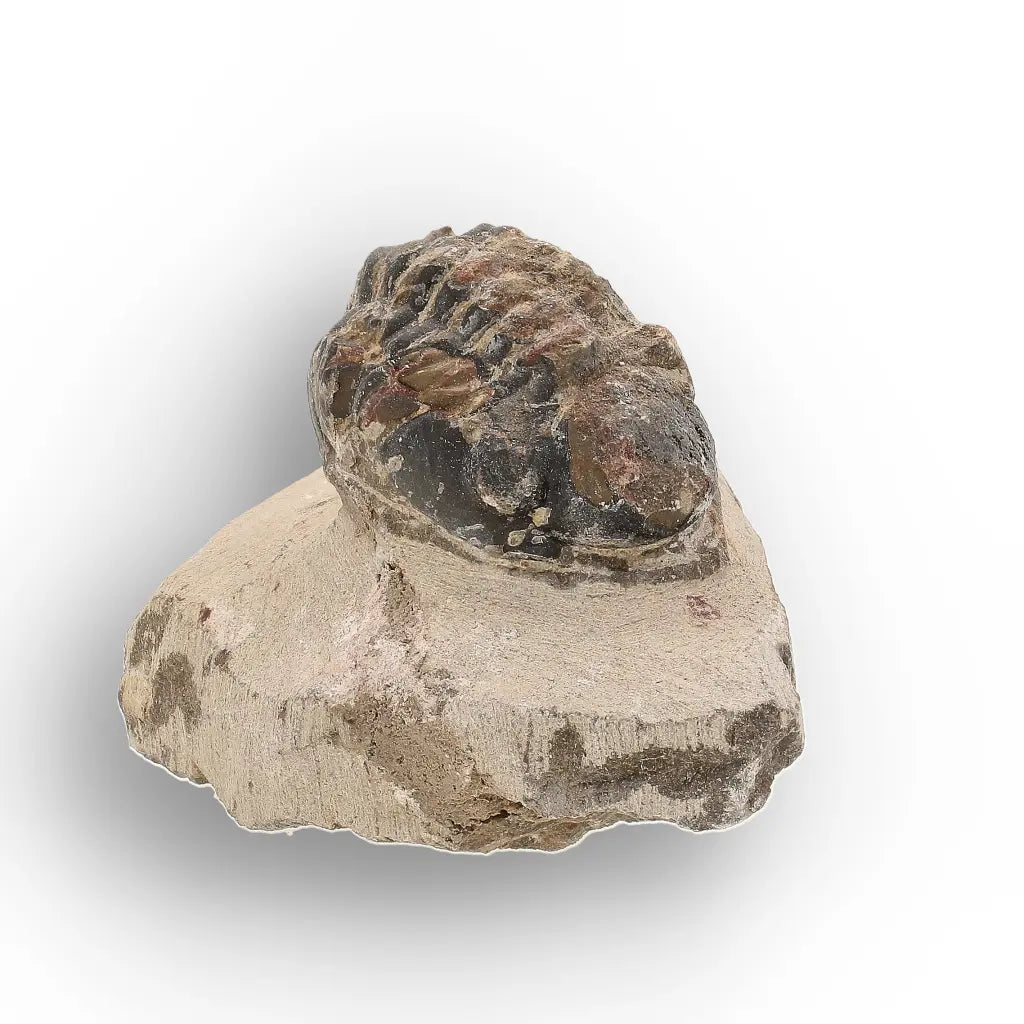 Get your Authentic Morocops Trilobite Fossil – Middle Devonian Find online now or in store at Forever Gems in Franschhoek, South Africa