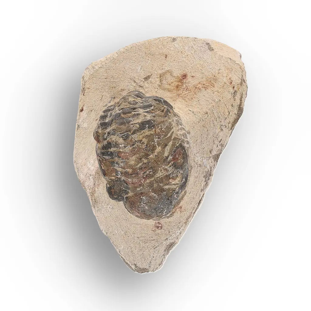 Get your Authentic Morocops Trilobite Fossil – Middle Devonian Find online now or in store at Forever Gems in Franschhoek, South Africa