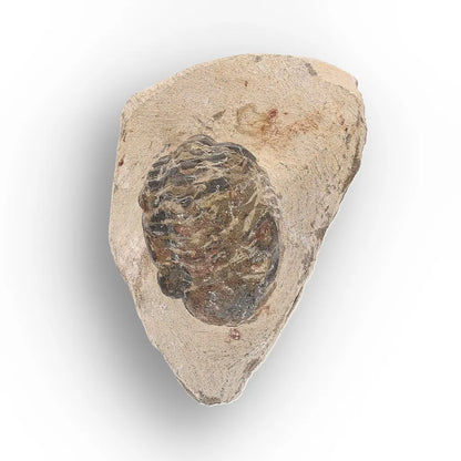 Get your Authentic Morocops Trilobite Fossil – Middle Devonian Find online now or in store at Forever Gems in Franschhoek, South Africa