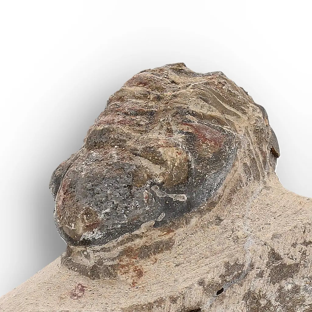 Get your Authentic Morocops Trilobite Fossil – Middle Devonian Find online now or in store at Forever Gems in Franschhoek, South Africa