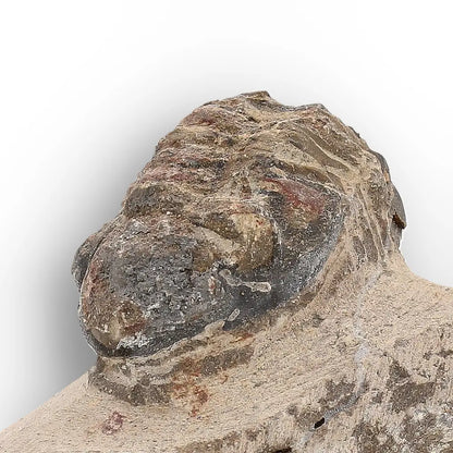 Get your Authentic Morocops Trilobite Fossil – Middle Devonian Find online now or in store at Forever Gems in Franschhoek, South Africa