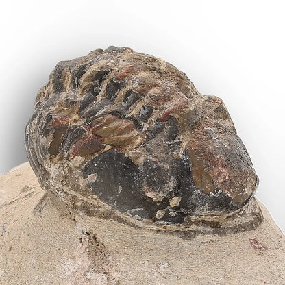 Get your Authentic Morocops Trilobite Fossil – Middle Devonian Find online now or in store at Forever Gems in Franschhoek, South Africa