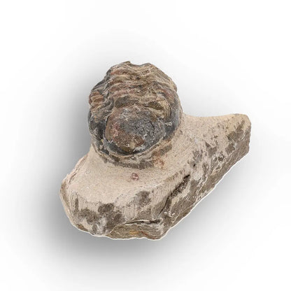 Get your Authentic Morocops Trilobite Fossil – Middle Devonian Find online now or in store at Forever Gems in Franschhoek, South Africa