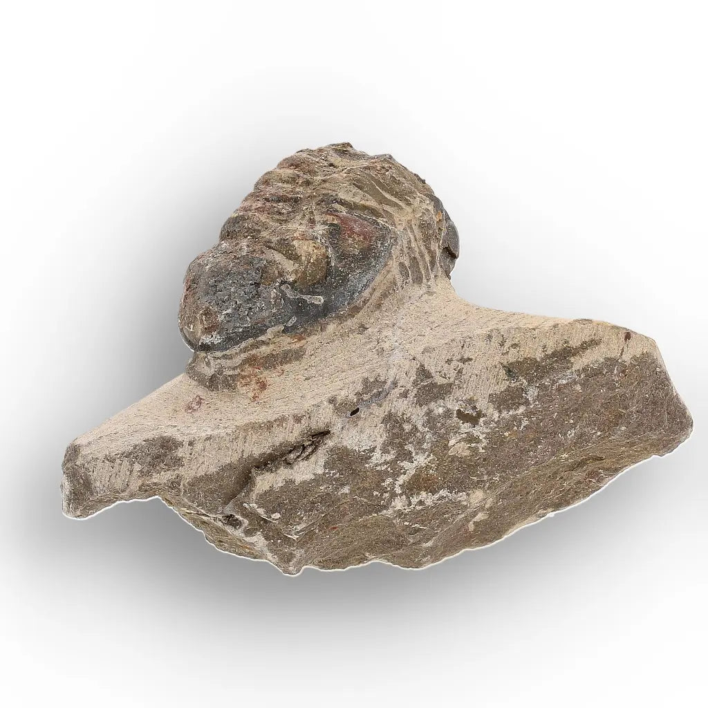 Get your Authentic Morocops Trilobite Fossil – Middle Devonian Find online now or in store at Forever Gems in Franschhoek, South Africa