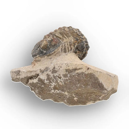 Get your Authentic Morocops Trilobite Fossil – Middle Devonian Find online now or in store at Forever Gems in Franschhoek, South Africa
