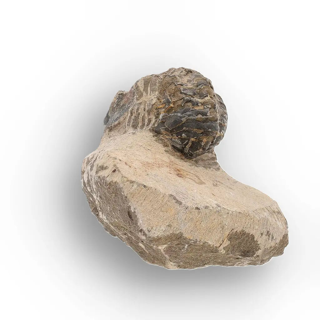 Get your Authentic Morocops Trilobite Fossil – Middle Devonian Find online now or in store at Forever Gems in Franschhoek, South Africa