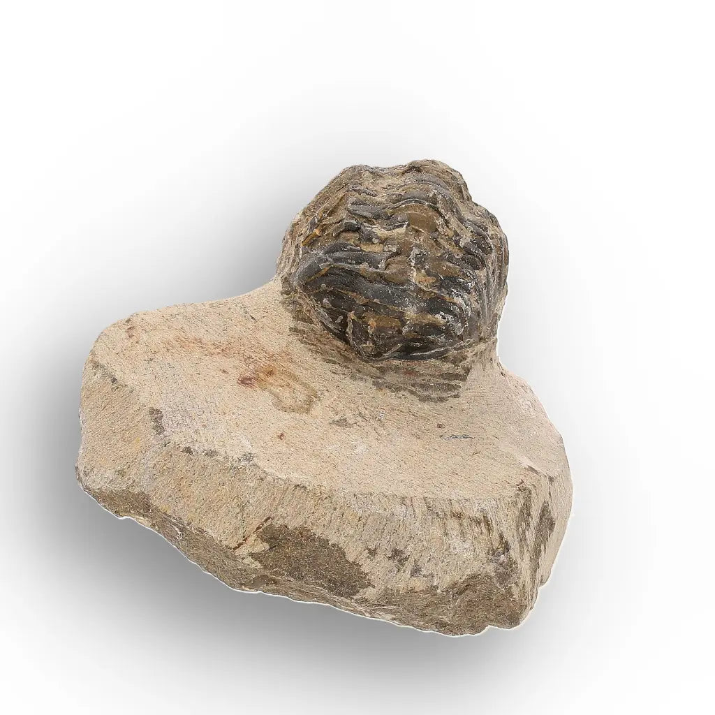 Get your Authentic Morocops Trilobite Fossil – Middle Devonian Find online now or in store at Forever Gems in Franschhoek, South Africa
