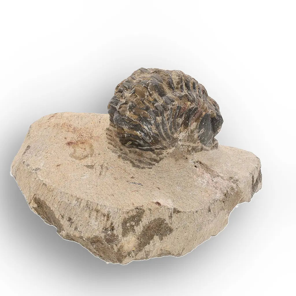 Get your Authentic Morocops Trilobite Fossil – Middle Devonian Find online now or in store at Forever Gems in Franschhoek, South Africa