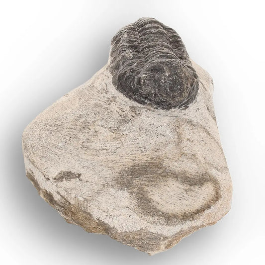 Get your Small Moroccan Morocops Trilobite Fossil – Genuine Devonian Marine Fossil online now or in store at Forever Gems in Franschhoek, South Africa