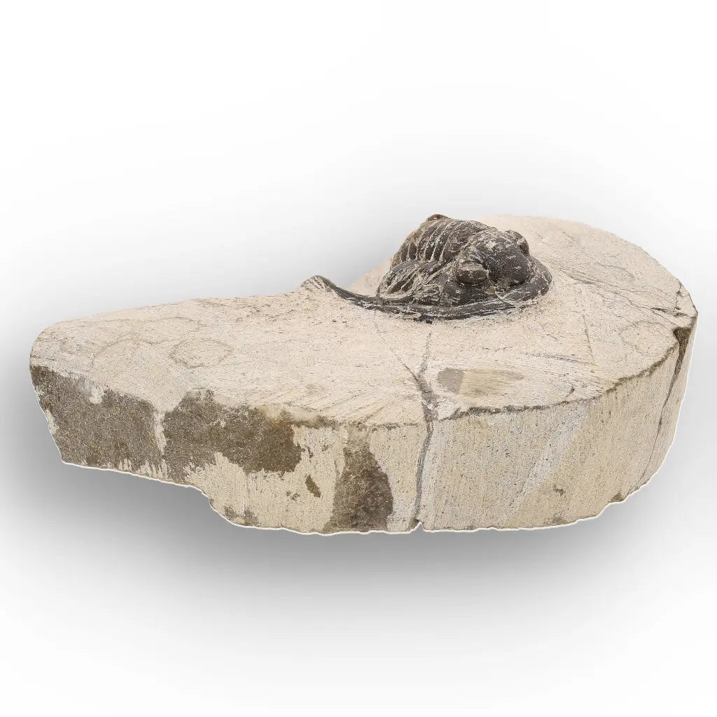 Get your Morocops Trilobite Fossil – Authentic Devonian Specimen online now or in store at Forever Gems in Franschhoek, South Africa