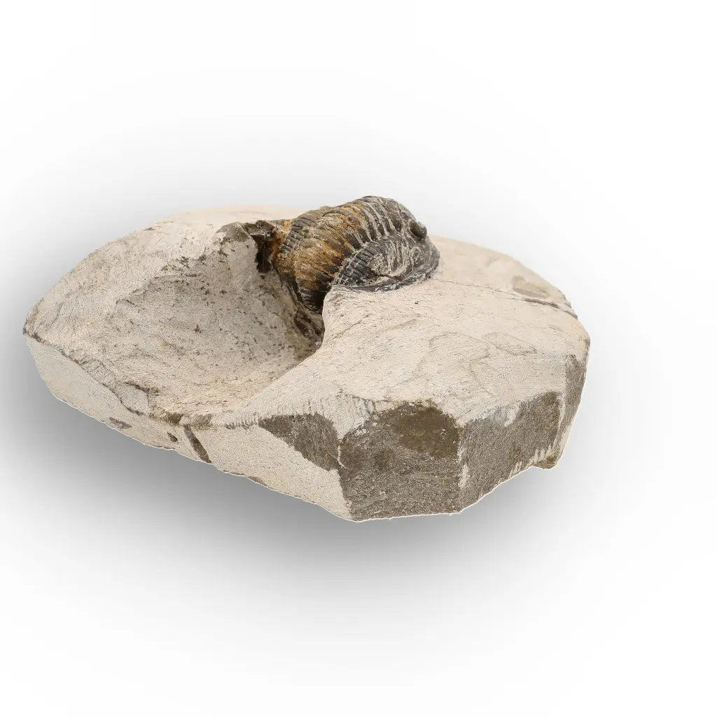 Get your Morocops Trilobite Fossil – Authentic Devonian Specimen online now or in store at Forever Gems in Franschhoek, South Africa