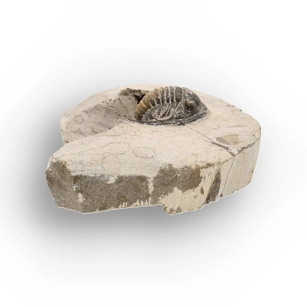 Get your Morocops Trilobite Fossil – Authentic Devonian Specimen online now or in store at Forever Gems in Franschhoek, South Africa