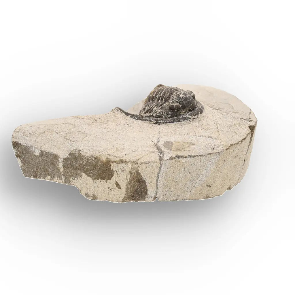Get your Morocops Trilobite Fossil – Authentic Devonian Specimen online now or in store at Forever Gems in Franschhoek, South Africa