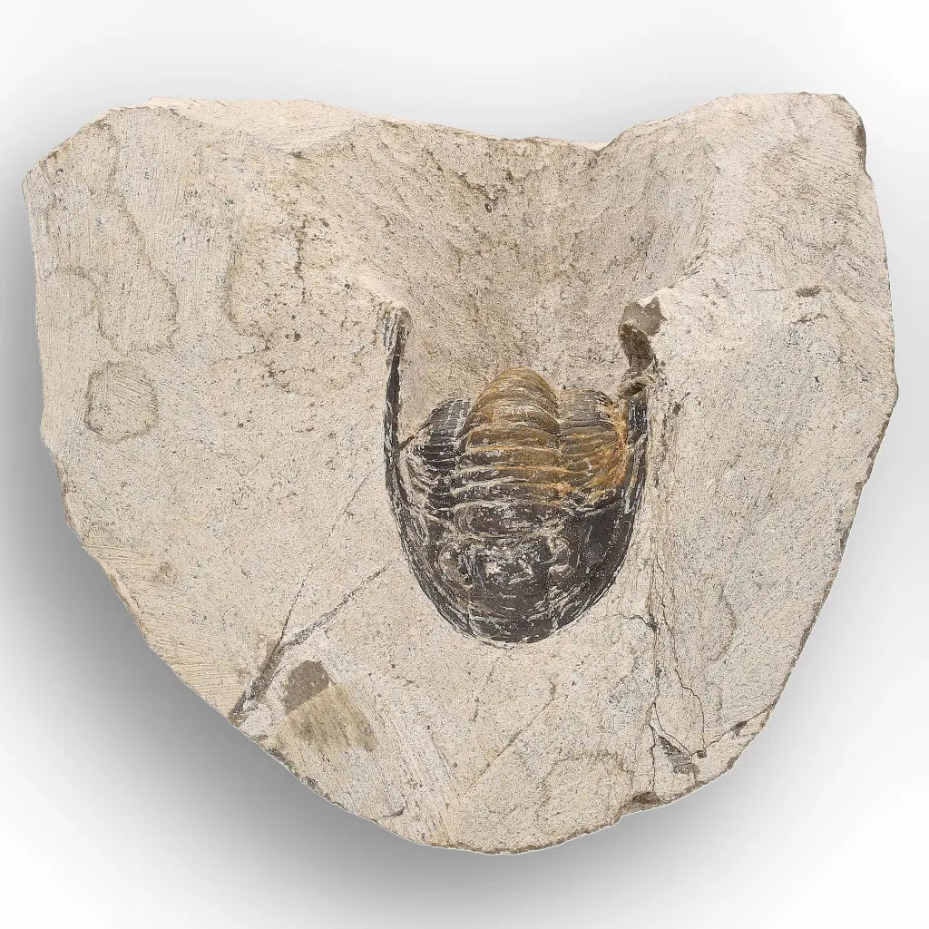 Get your Morocops Trilobite Fossil – Authentic Devonian Specimen online now or in store at Forever Gems in Franschhoek, South Africa