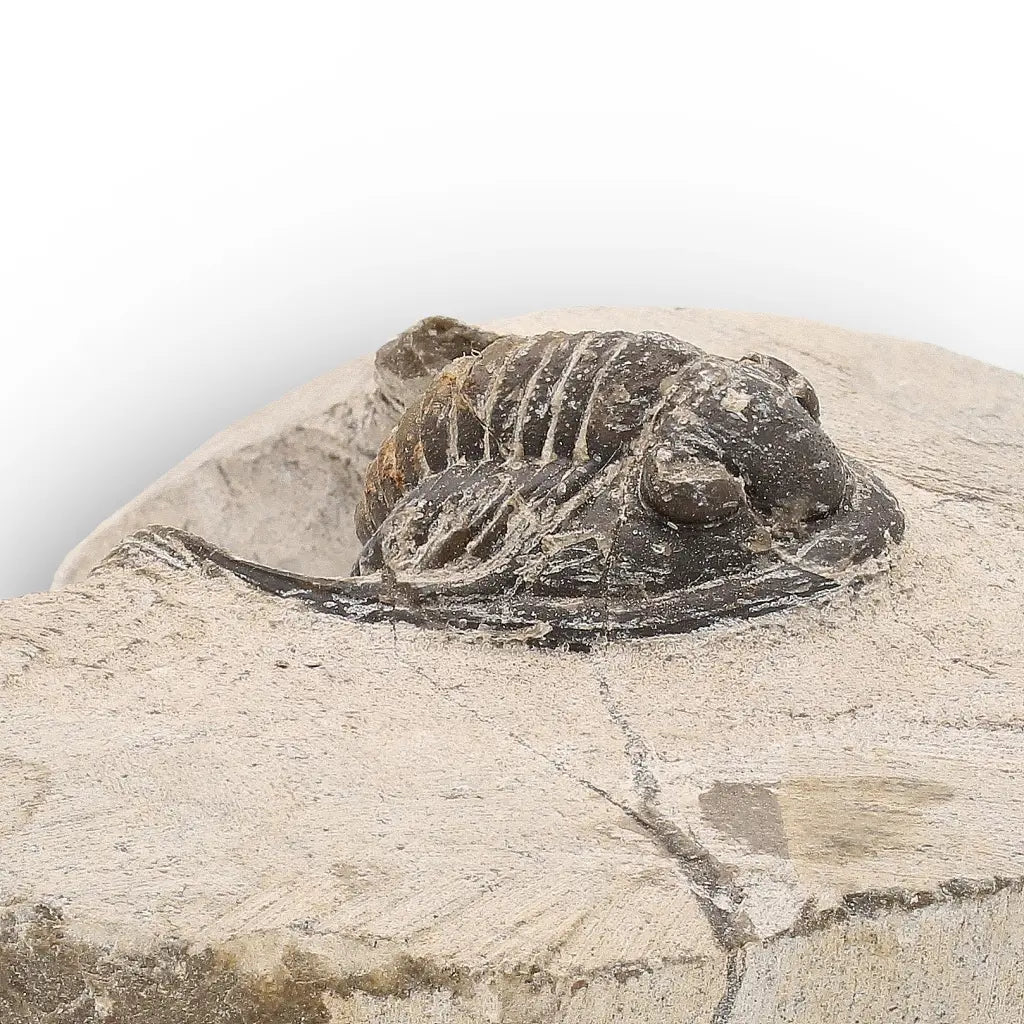 Get your Morocops Trilobite Fossil – Authentic Devonian Specimen online now or in store at Forever Gems in Franschhoek, South Africa