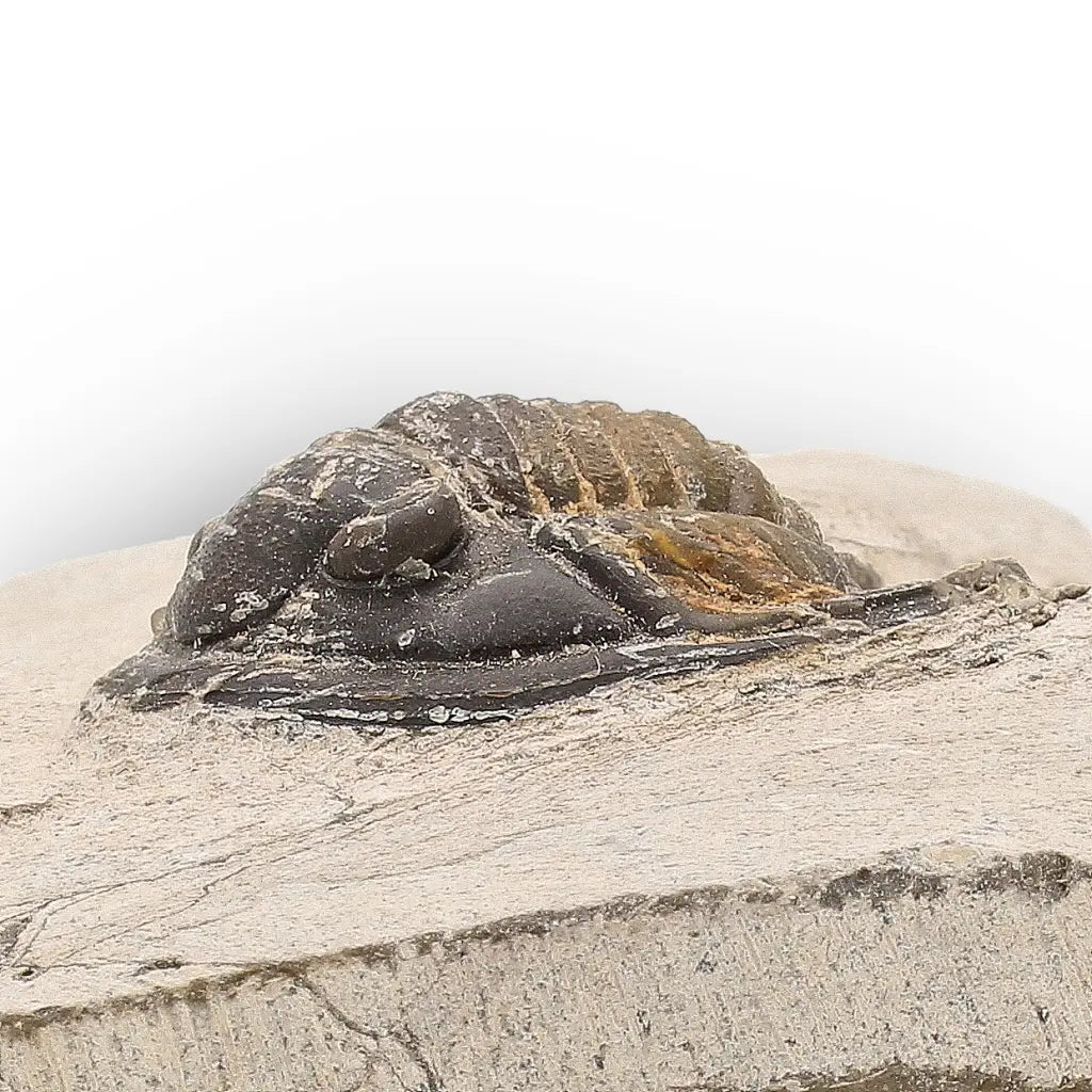 Get your Morocops Trilobite Fossil – Authentic Devonian Specimen online now or in store at Forever Gems in Franschhoek, South Africa