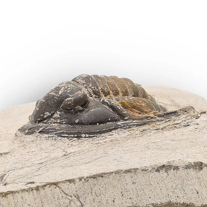 Get your Morocops Trilobite Fossil – Authentic Devonian Specimen online now or in store at Forever Gems in Franschhoek, South Africa
