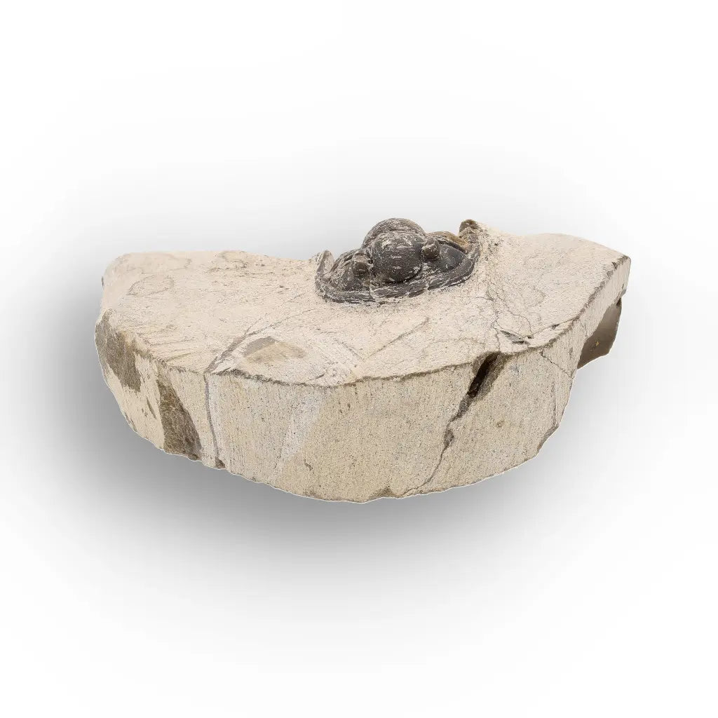 Get your Morocops Trilobite Fossil – Authentic Devonian Specimen online now or in store at Forever Gems in Franschhoek, South Africa
