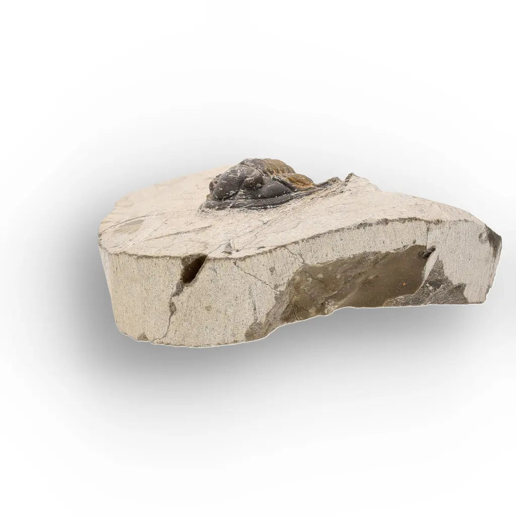 Get your Morocops Trilobite Fossil – Authentic Devonian Specimen online now or in store at Forever Gems in Franschhoek, South Africa
