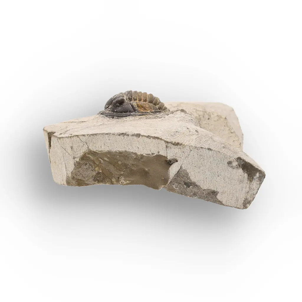Get your Morocops Trilobite Fossil – Authentic Devonian Specimen online now or in store at Forever Gems in Franschhoek, South Africa