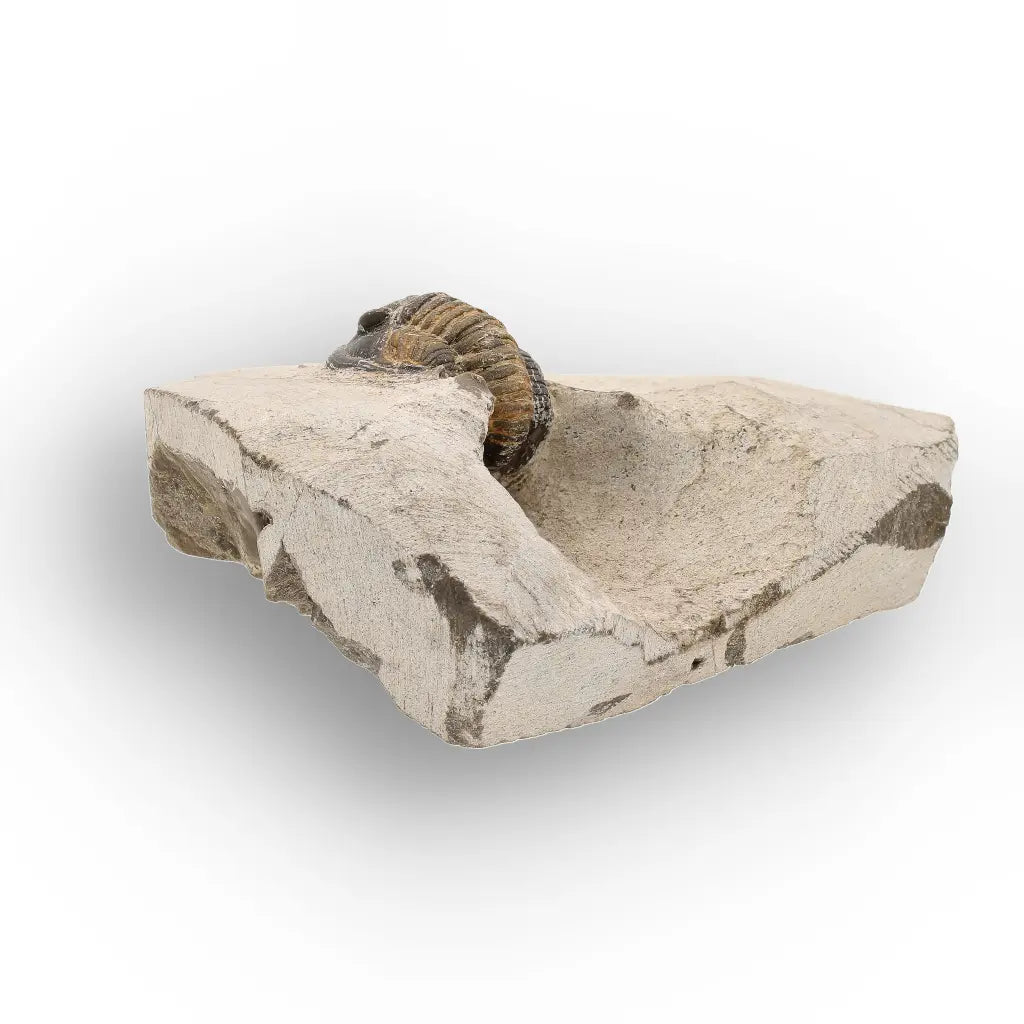 Get your Morocops Trilobite Fossil – Authentic Devonian Specimen online now or in store at Forever Gems in Franschhoek, South Africa