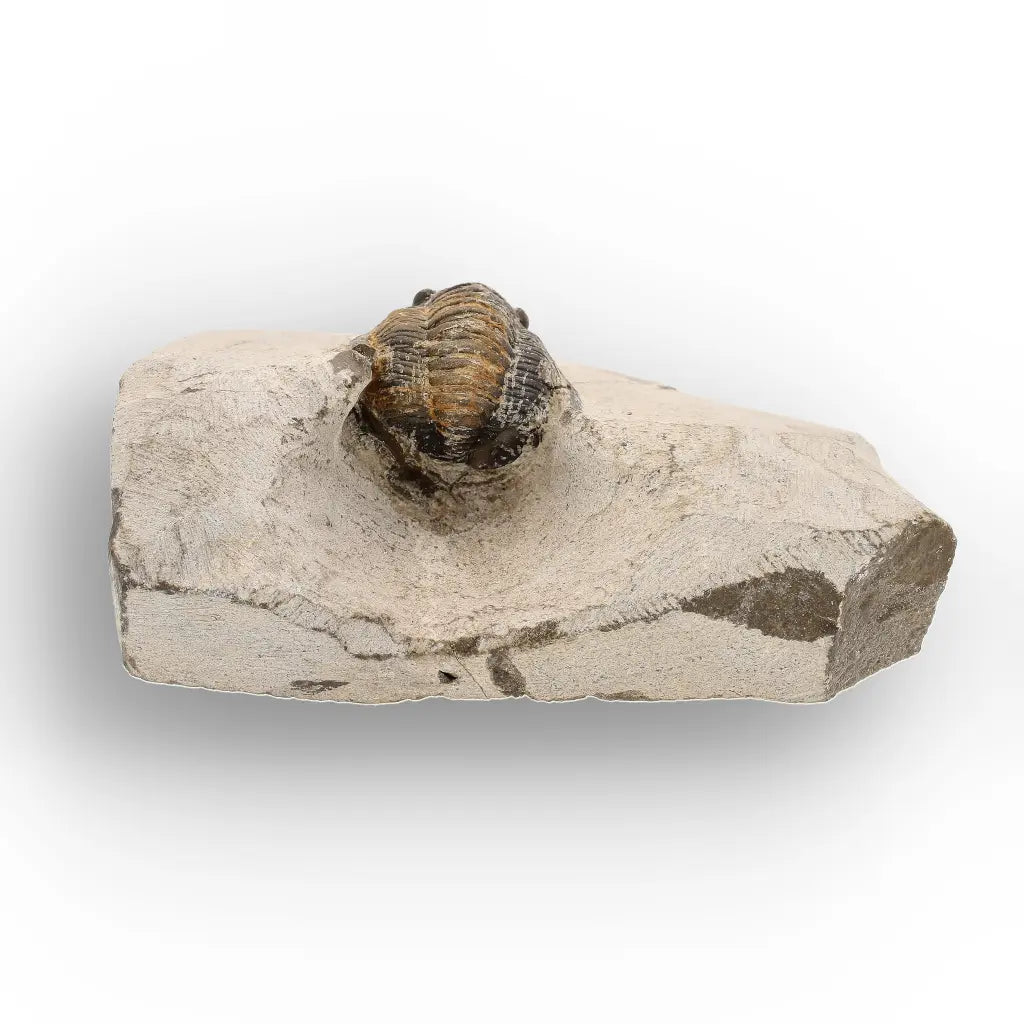 Get your Morocops Trilobite Fossil – Authentic Devonian Specimen online now or in store at Forever Gems in Franschhoek, South Africa