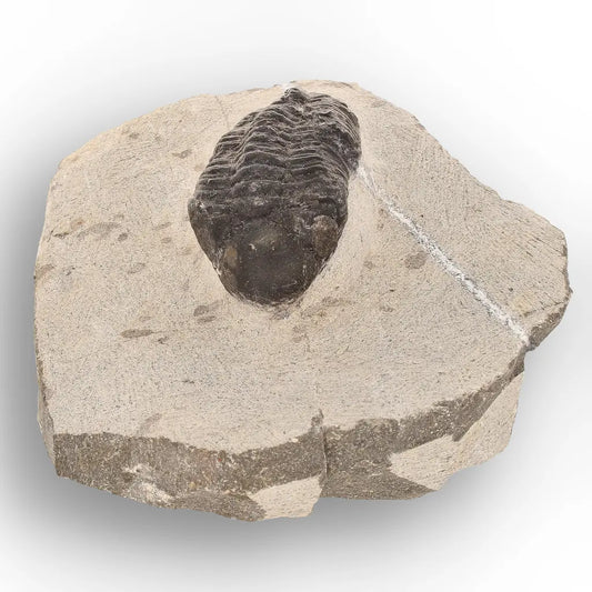 Get your Morocops Trilobite Fossil Specimen – Rare Devonian Fossil Morocco online now or in store at Forever Gems in Franschhoek, South Africa