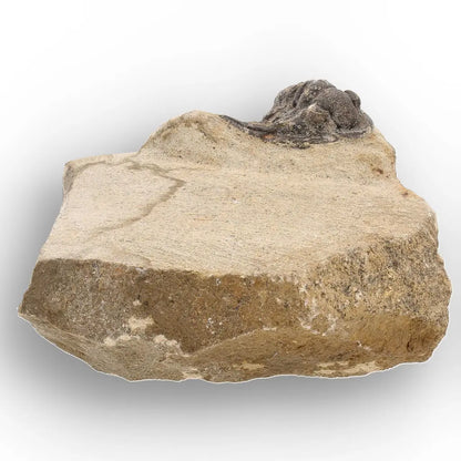 Get your Morocops Trilobite Fossil on Matrix – Devonian Morocco 400M online now or in store at Forever Gems in Franschhoek, South Africa