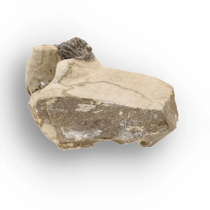 Get your Morocops Trilobite Fossil on Matrix – Devonian Morocco 400M online now or in store at Forever Gems in Franschhoek, South Africa