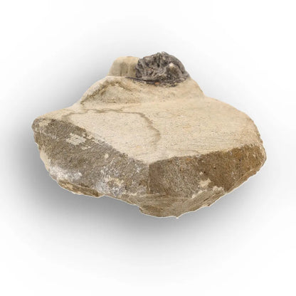 Get your Morocops Trilobite Fossil on Matrix – Devonian Morocco 400M online now or in store at Forever Gems in Franschhoek, South Africa