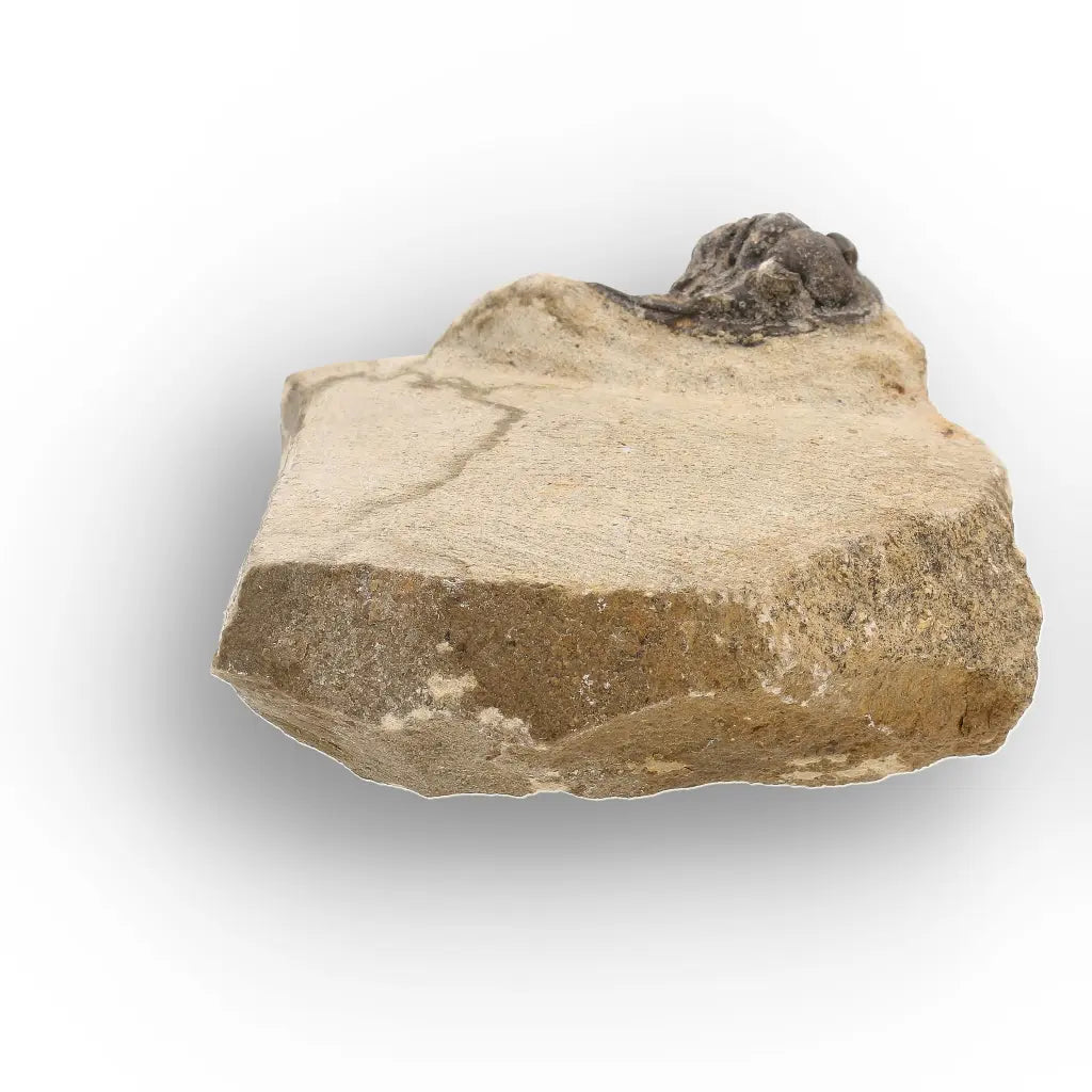 Get your Morocops Trilobite Fossil on Matrix – Devonian Morocco 400M online now or in store at Forever Gems in Franschhoek, South Africa