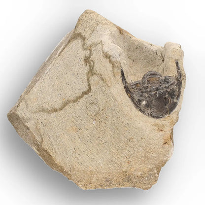 Get your Morocops Trilobite Fossil on Matrix – Devonian Morocco 400M online now or in store at Forever Gems in Franschhoek, South Africa