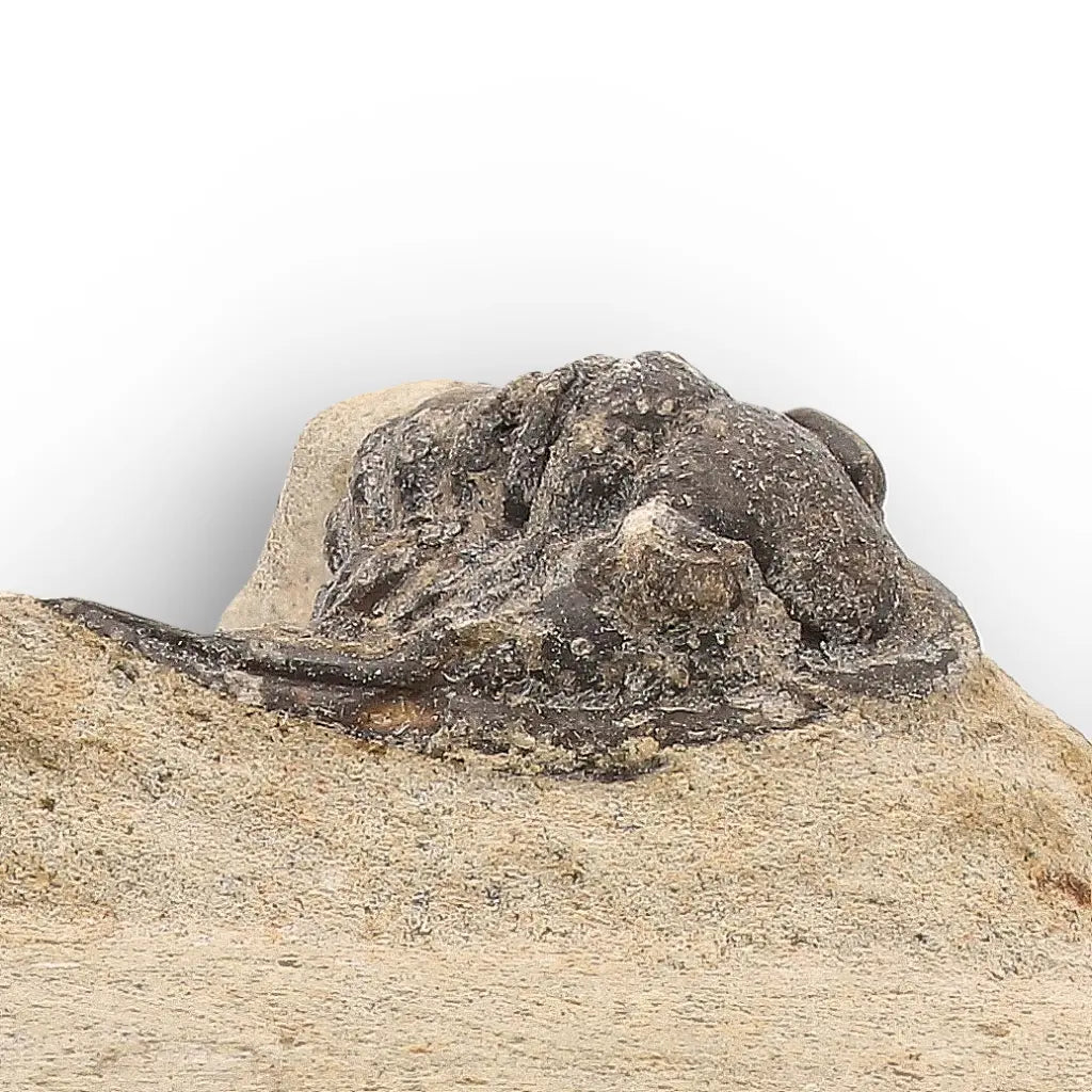Get your Morocops Trilobite Fossil on Matrix – Devonian Morocco 400M online now or in store at Forever Gems in Franschhoek, South Africa