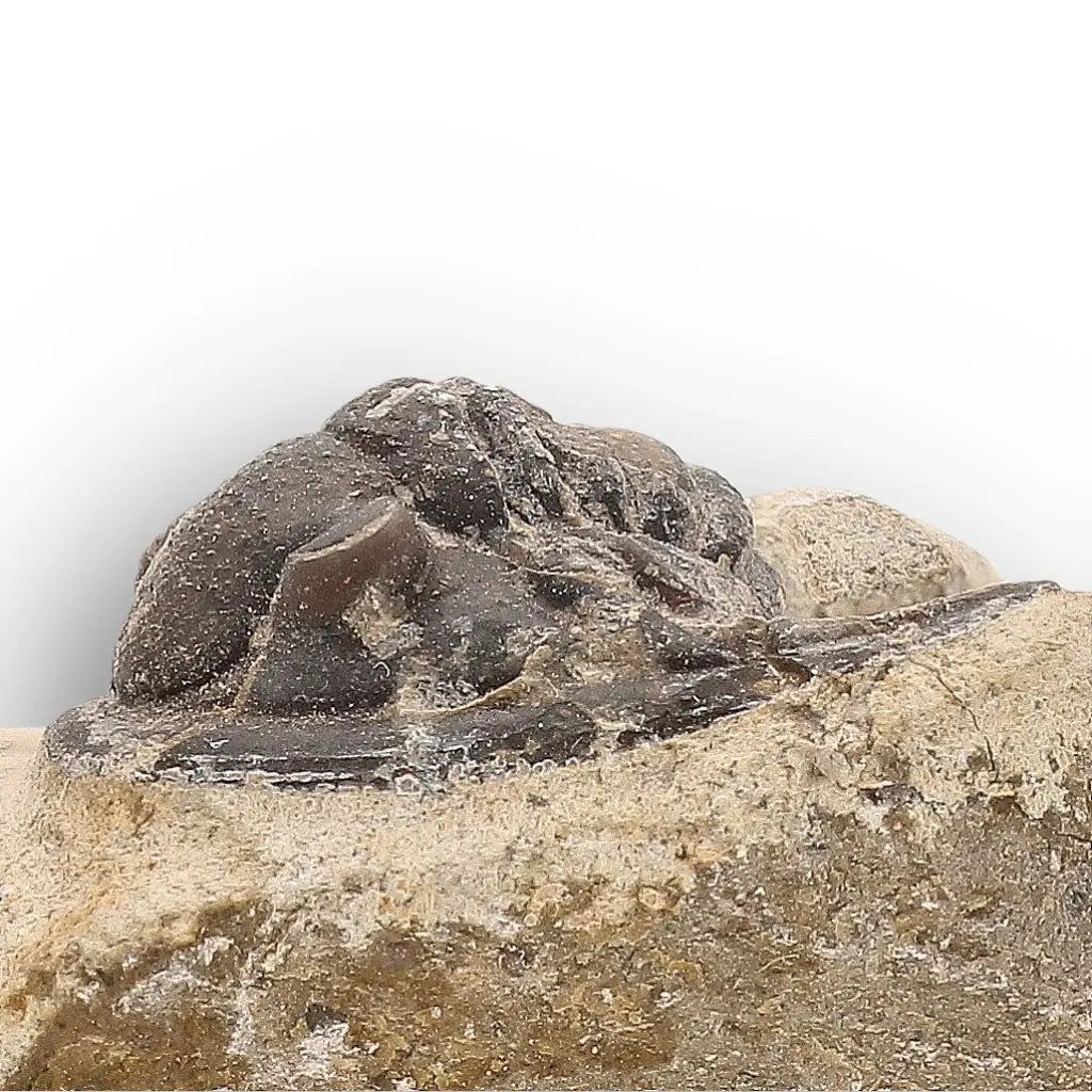 Get your Morocops Trilobite Fossil on Matrix – Devonian Morocco 400M online now or in store at Forever Gems in Franschhoek, South Africa