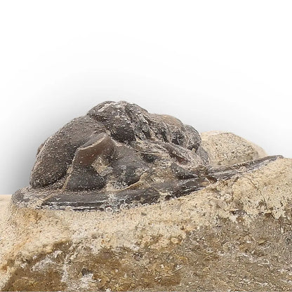 Get your Morocops Trilobite Fossil on Matrix – Devonian Morocco 400M online now or in store at Forever Gems in Franschhoek, South Africa