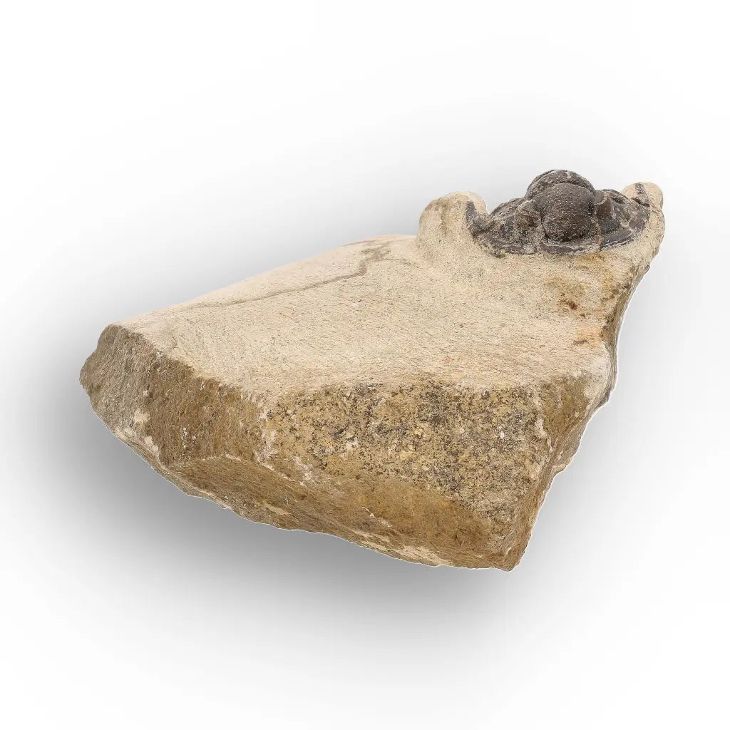 Get your Morocops Trilobite Fossil on Matrix – Devonian Morocco 400M online now or in store at Forever Gems in Franschhoek, South Africa