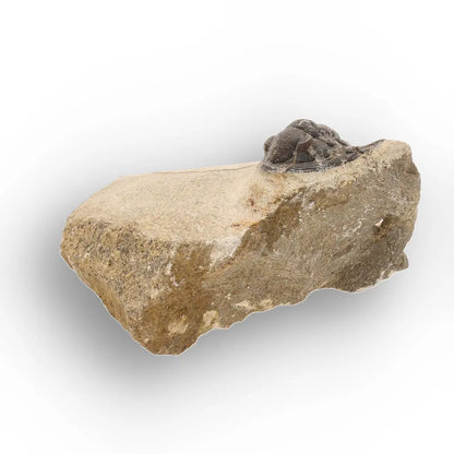 Get your Morocops Trilobite Fossil on Matrix – Devonian Morocco 400M online now or in store at Forever Gems in Franschhoek, South Africa