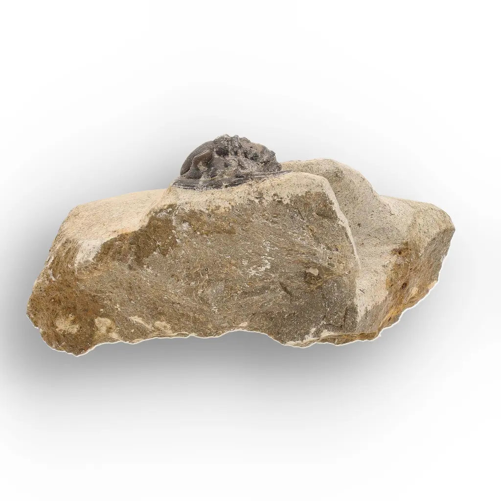 Get your Morocops Trilobite Fossil on Matrix – Devonian Morocco 400M online now or in store at Forever Gems in Franschhoek, South Africa