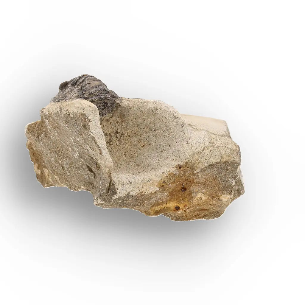 Get your Morocops Trilobite Fossil on Matrix – Devonian Morocco 400M online now or in store at Forever Gems in Franschhoek, South Africa