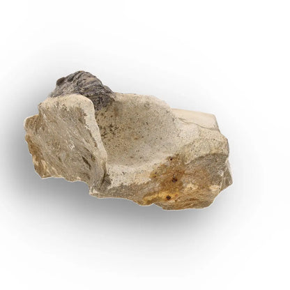 Get your Morocops Trilobite Fossil on Matrix – Devonian Morocco 400M online now or in store at Forever Gems in Franschhoek, South Africa