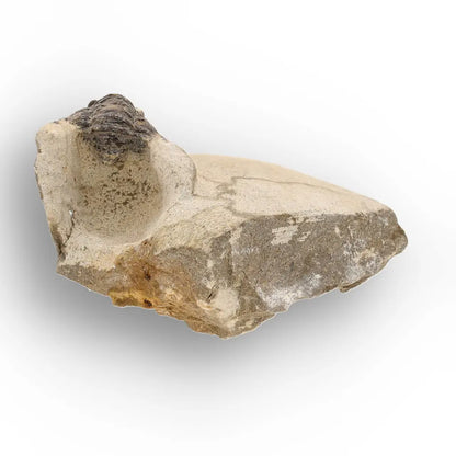 Get your Morocops Trilobite Fossil on Matrix – Devonian Morocco 400M online now or in store at Forever Gems in Franschhoek, South Africa