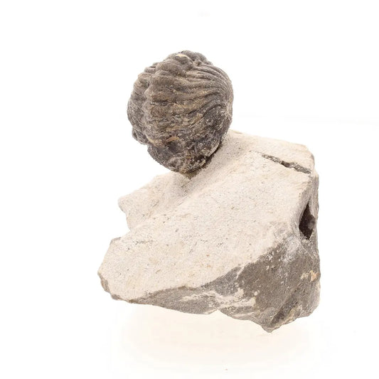 Get your Collectors Morocops Trilobite Fossil – Devonian Fossil from Morocco online now or in store at Forever Gems in Franschhoek, South Africa
