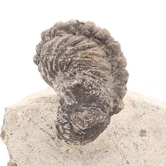 Get your Collectors Morocops Trilobite Fossil – Devonian Fossil from Morocco online now or in store at Forever Gems in Franschhoek, South Africa