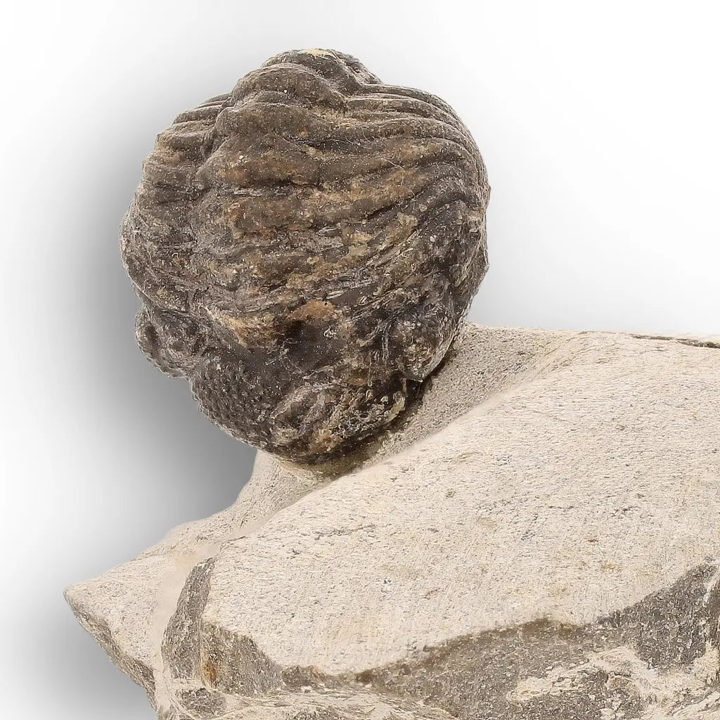 Get your Collectors Morocops Trilobite Fossil – Devonian Fossil from Morocco online now or in store at Forever Gems in Franschhoek, South Africa
