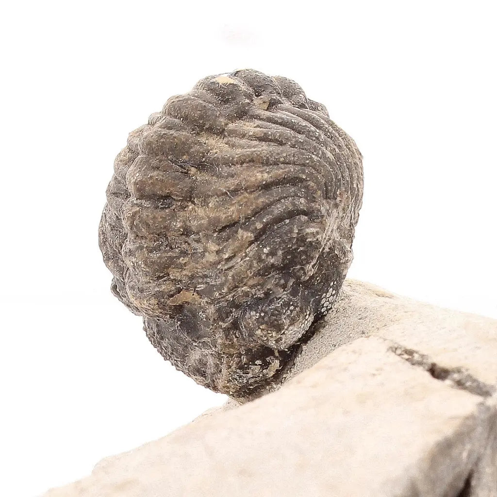 Get your Collectors Morocops Trilobite Fossil – Devonian Fossil from Morocco online now or in store at Forever Gems in Franschhoek, South Africa