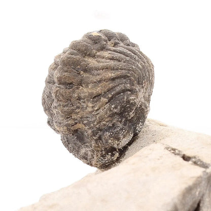 Get your Collectors Morocops Trilobite Fossil – Devonian Fossil from Morocco online now or in store at Forever Gems in Franschhoek, South Africa