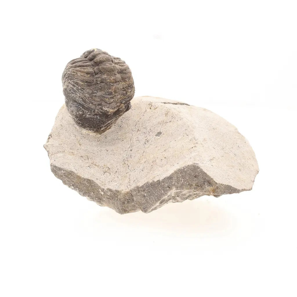 Get your Collectors Morocops Trilobite Fossil – Devonian Fossil from Morocco online now or in store at Forever Gems in Franschhoek, South Africa